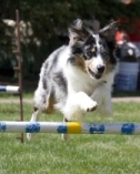 Sherwood Barks Dog Training & Agility
