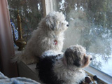 PUPPYLUV DOG CARE