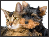 Home Alone Pet Sitting