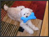 TLC Pet Sitting Edmonton